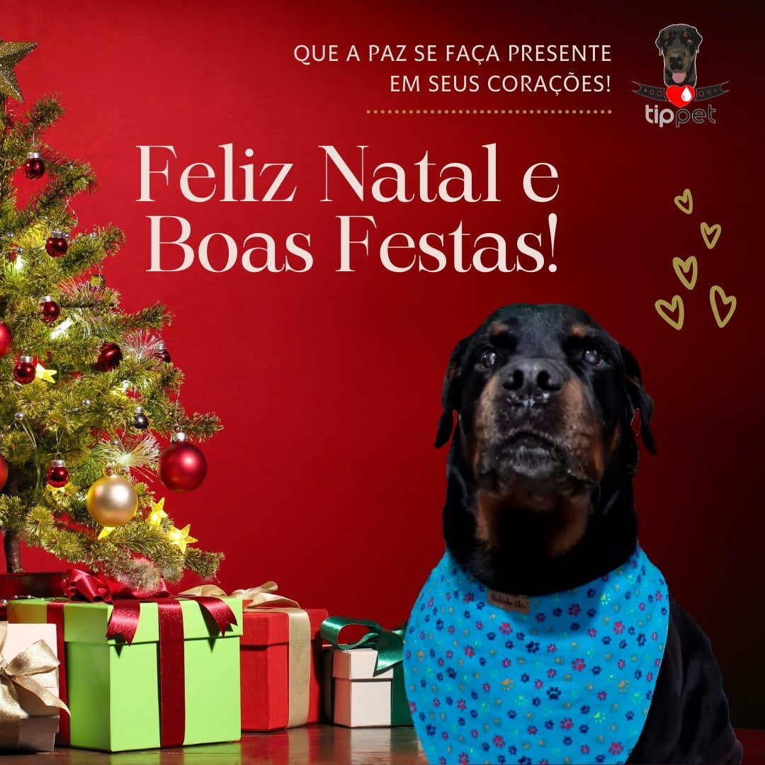 bob natal ano novo