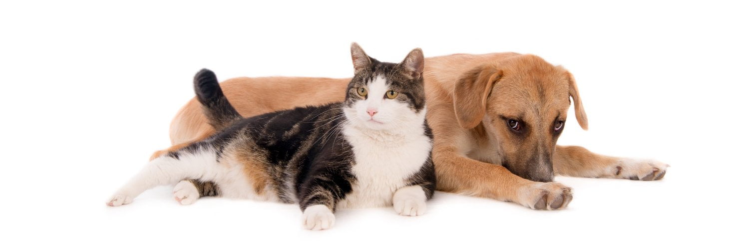 cao-gato-dog-cat