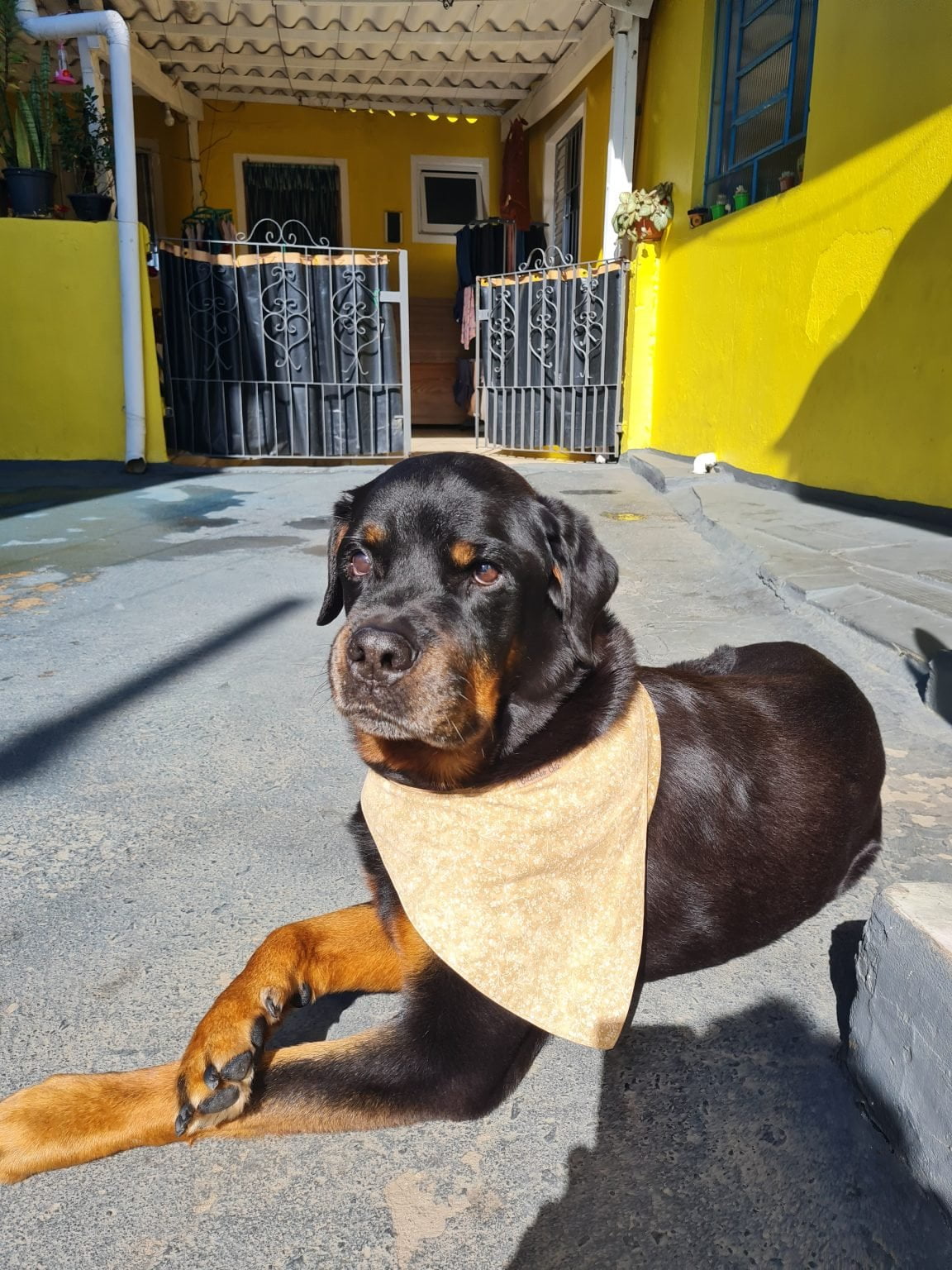 Uma foto ensolarada de um cãozinho relaxando