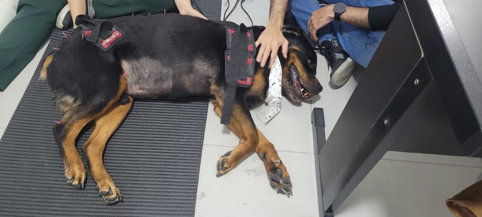 acupuntura pet
