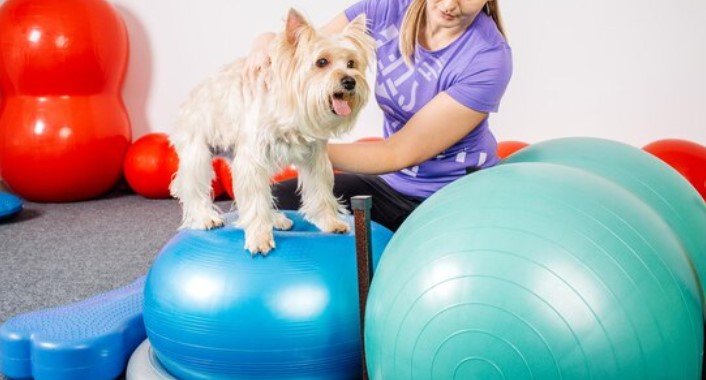 fisioterapia para animais