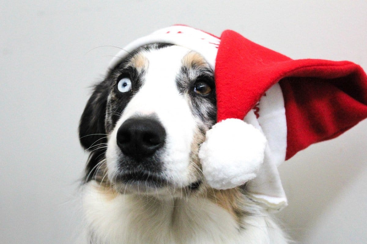 Boas Festas